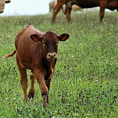 心电图与V2Ray的完美结合：全方位使用指南与隐私保护