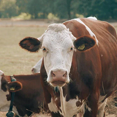 突破网络边界：威锋科学上网全攻略与深度解析