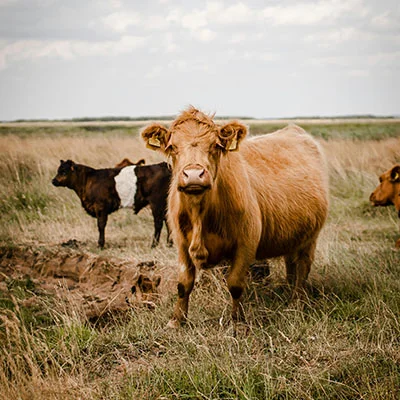 大学生科学上网全指南：解锁全球资源与高效学习的密钥