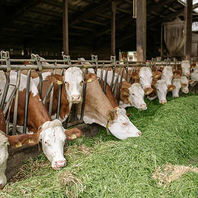 自由遨游全球网络：科学上网的终极指南与深度解析