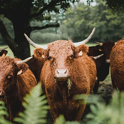 2月20日|22.4M/S，Clash节点/SSR节点/V2ray节点/Shadowrocket节点|免费订阅机场|每天更新免费梯子