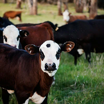 3月13日|18.1M/S，Shadowrocket节点/Clash节点/SSR节点/V2ray节点|免费订阅机场|每天更新免费梯子