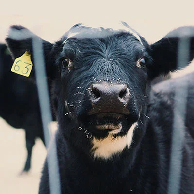 突破网络边界：手把手教你用VPS搭建专属科学上网通道